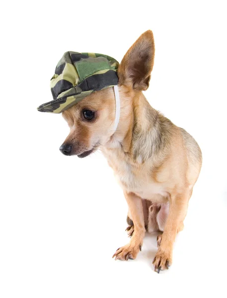 Chihuahua in Militärkleidung — Stockfoto