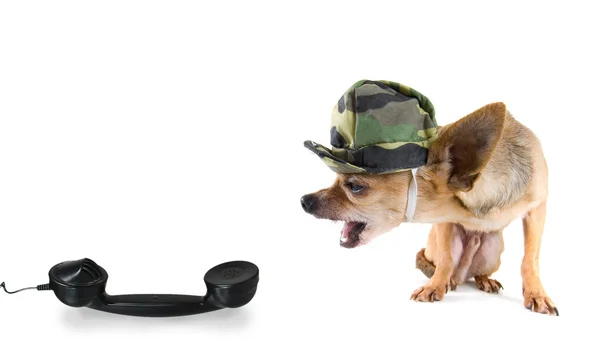 Chihuahua in Militärkleidung — Stockfoto