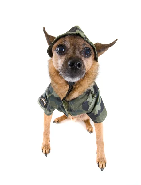 Chihuahua in military clothes — Stock Photo, Image