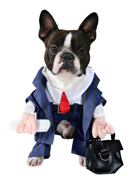 Boston terrier dressed up in suit — Stock Photo, Image