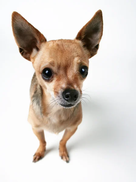 Bobblehead chihuahua — Zdjęcie stockowe