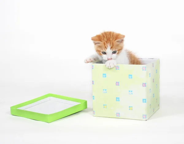 Kleine kitten in doos van de gift — Stockfoto