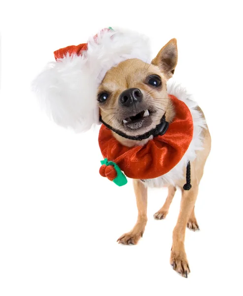 Chihuahua minúsculo em Santa roupa — Fotografia de Stock