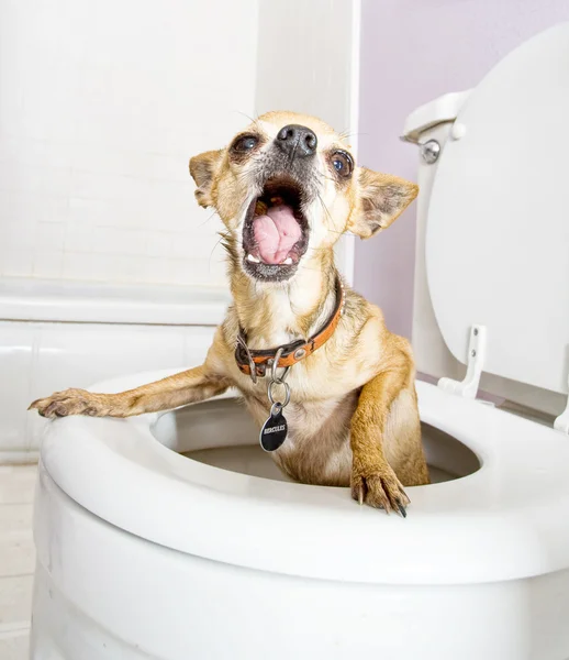 Mały chihuahua w toalecie — Zdjęcie stockowe