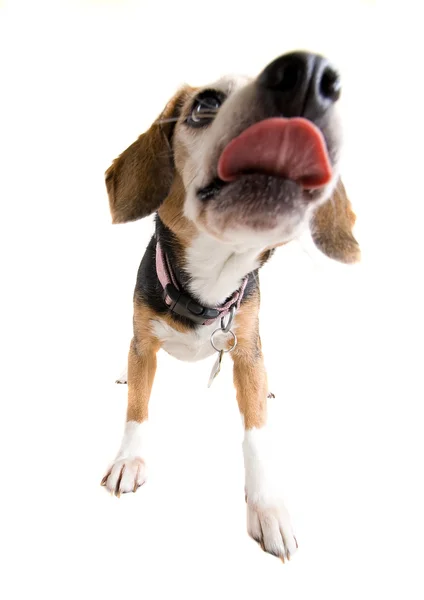 Beagle lambendo a câmera — Fotografia de Stock