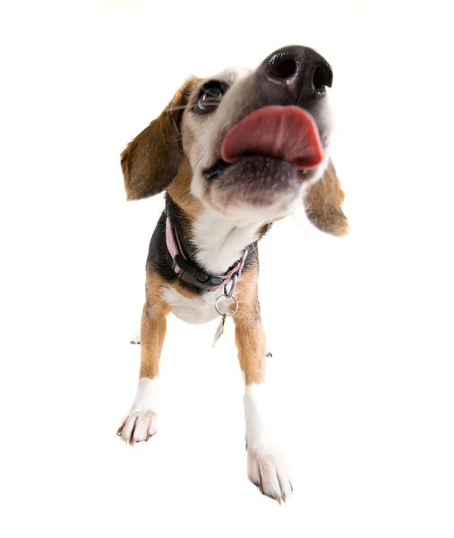 Beagle licking the camera — Stock Photo, Image