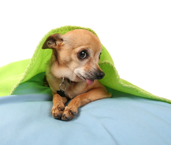 Piccolo chihuahua carino — Foto Stock