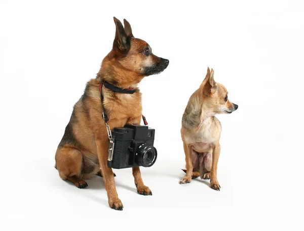 Twee honden. — Stockfoto