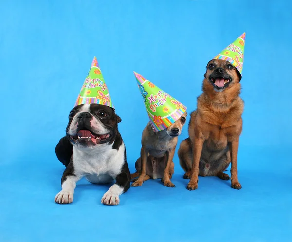 Drie honden in verjaardag hoeden — Stockfoto