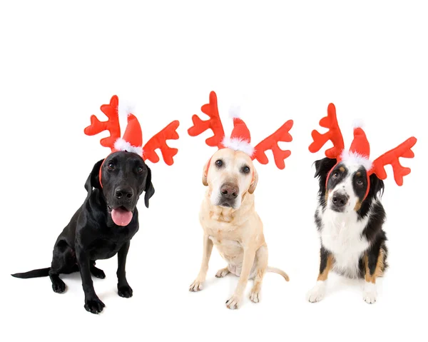 Dogs in reindeer antlers — Stock Photo, Image