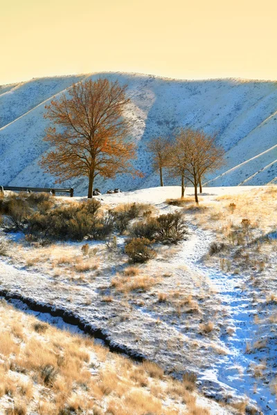 Few trees in winter — Stock Photo, Image