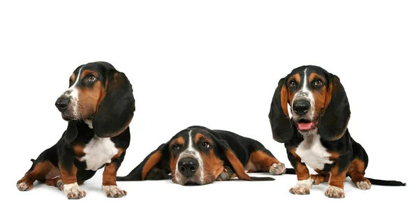 Three basset hound puppies — Stock Photo, Image