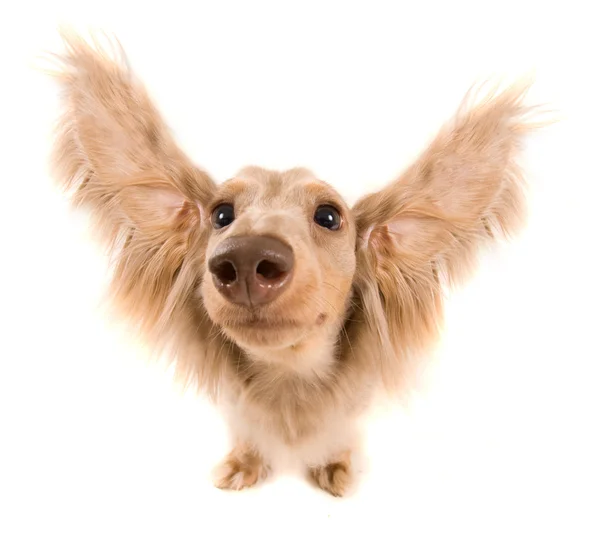 Lindo perro salchicha con orejas voladoras —  Fotos de Stock