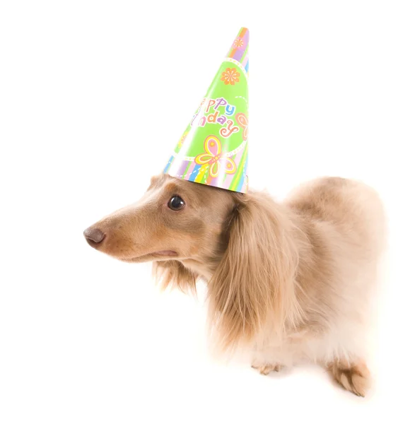 Dachshund bonito com chapéu de aniversário — Fotografia de Stock