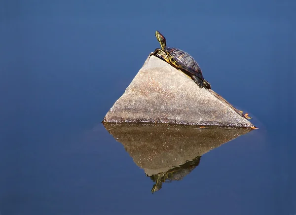 Tartaruga na lagoa na rocha — Fotografia de Stock