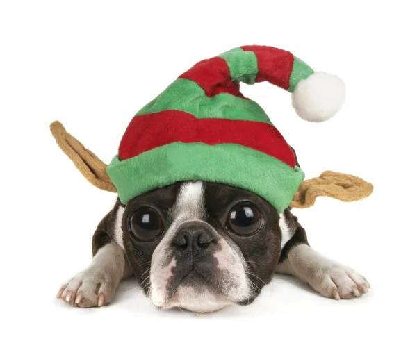 Boston terrier with christmas hat — Stock Photo, Image