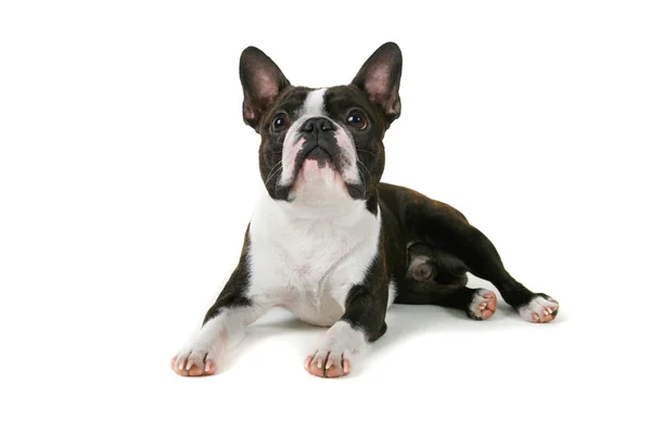 Boston terrier puppy — Stock Photo, Image