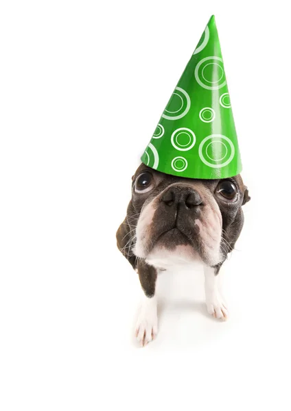 Boston terrier with birthday hat — Stock Photo, Image