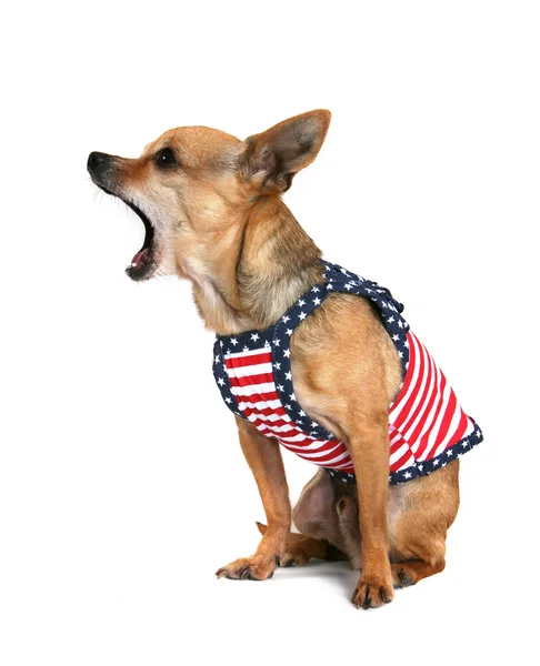 Tiny chihuahua barking — Stock Photo, Image