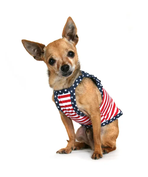 Winziger Chihuahua im niedlichen Kleid — Stockfoto