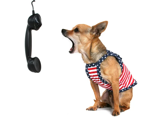 Tiny chihuahua barking at phone — Stock Photo, Image