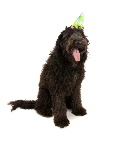 Barboncino nero in cappello di compleanno — Foto Stock