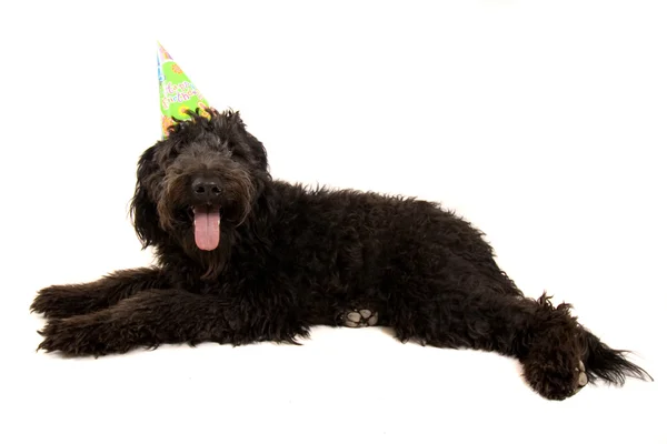 黑卷毛狗在生日帽 — 图库照片