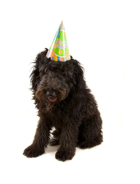 Barboncino nero in cappello di compleanno — Foto Stock