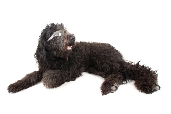 Black poodle in glasses — Stock Photo, Image