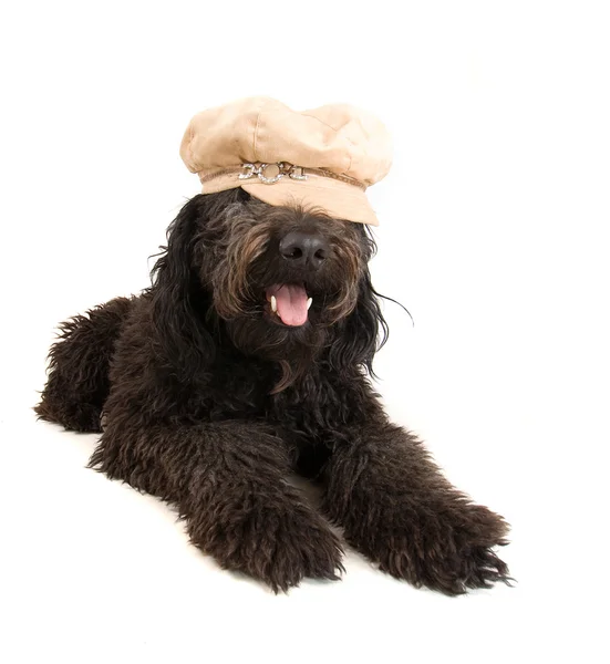 Black poodle on white — Stock Photo, Image