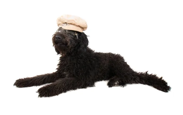 Black poodle on white — Stock Photo, Image