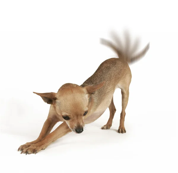 Chihuahua uitrekken — Stockfoto