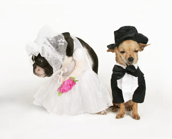 Two dogs in wedding attire — Stock Photo, Image