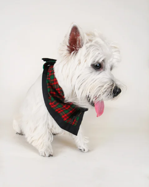 Westie branco bonito — Fotografia de Stock