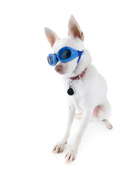 Chihuahua con gafas puestas —  Fotos de Stock