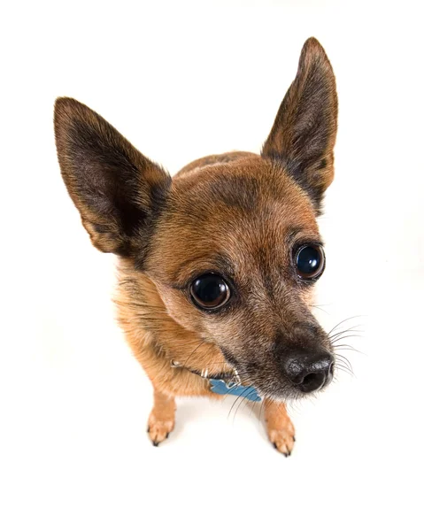 Pies Chihuahua mix — Zdjęcie stockowe
