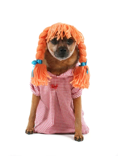 Dog with wig and dress — Stock Photo, Image