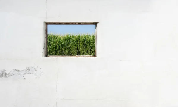 Champ de maïs à travers une vieille fenêtre — Photo