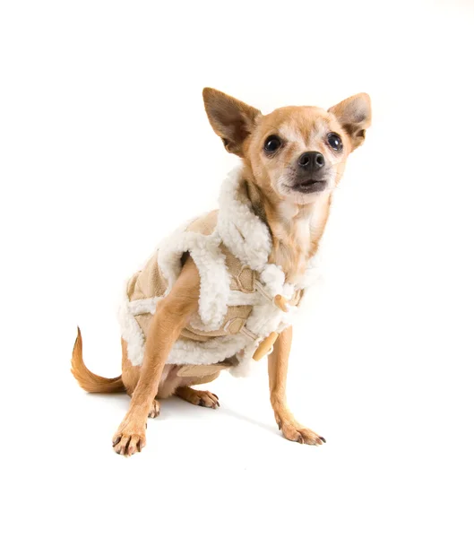 Chihuahua dressed up in wool coat — Stock Photo, Image