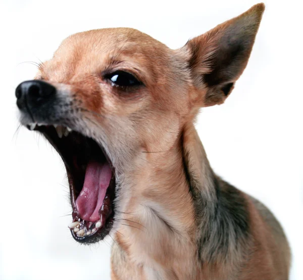 Chihuahua ser ut som han skriker — Stockfoto