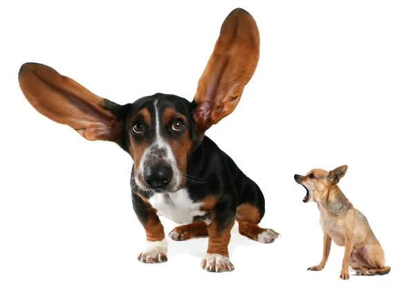 Basset s létáním uši a čivava — Stock fotografie