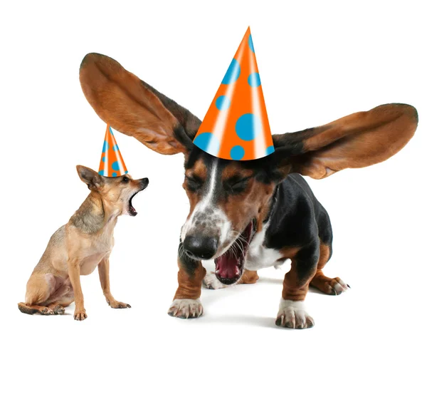 Basset e chihuahua sbadigliano nei cappelli di compleanno — Foto Stock