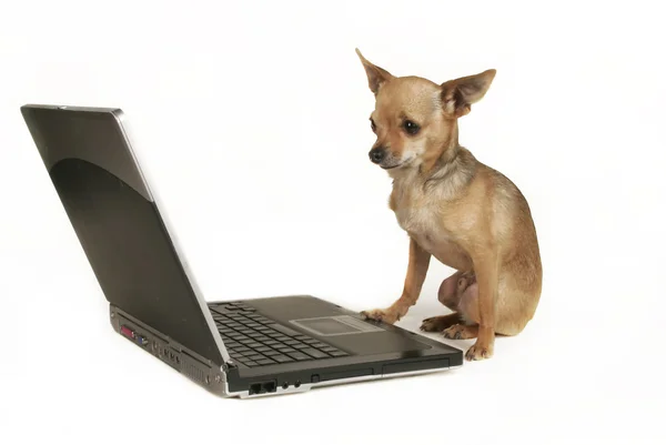 Chihuahua in front of computer — Stock Photo, Image