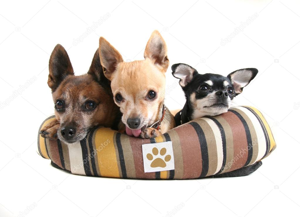 Three dogs in pet bed