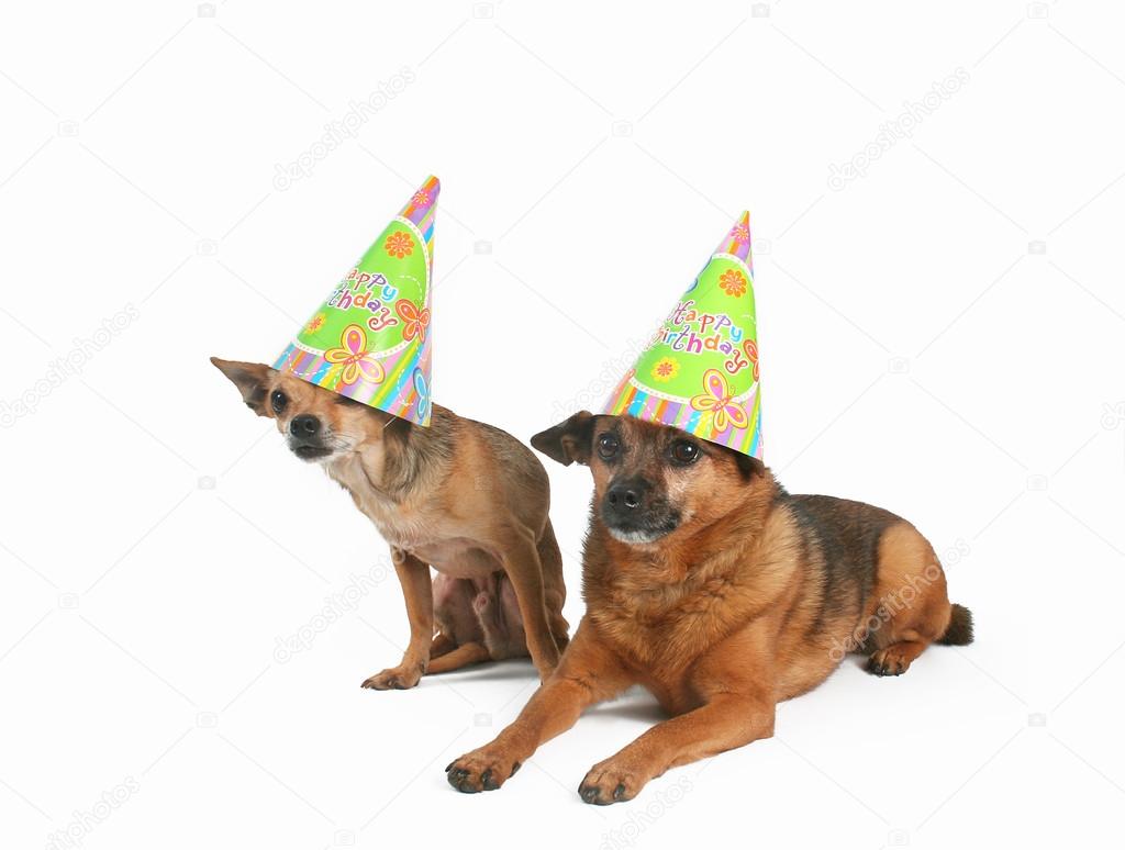 Two dogs with party hats — Stock Photo © graphicphoto 53480215