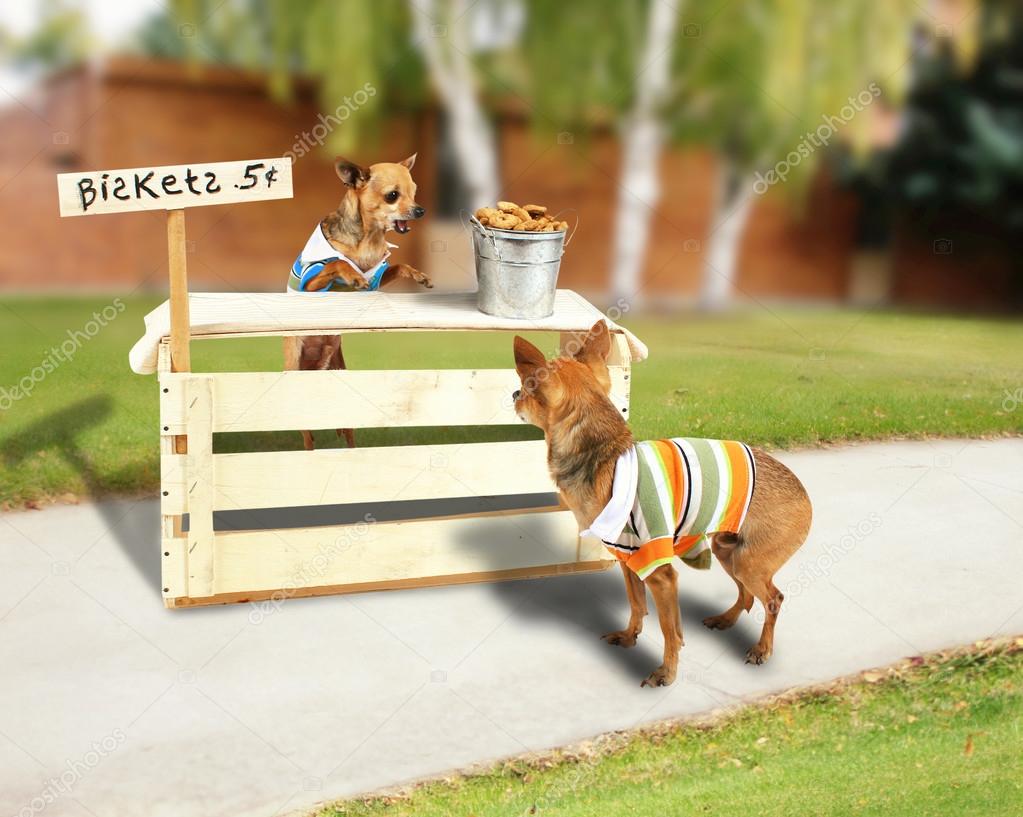 Chihuahua with biscuit stand