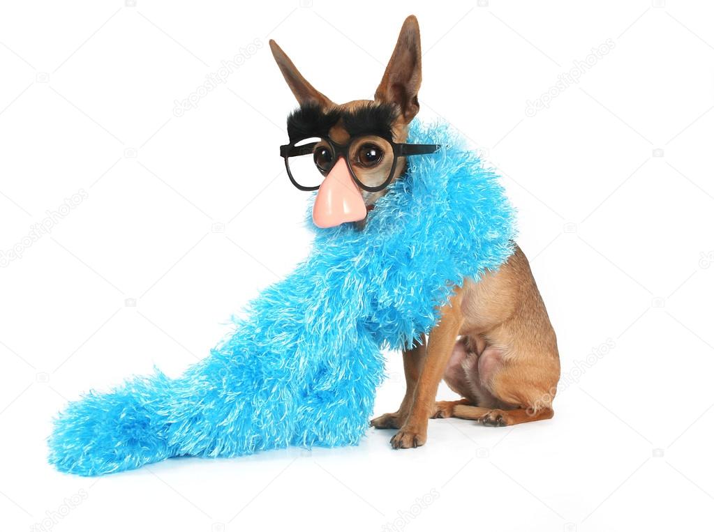 Chihuahua wearing blue boa