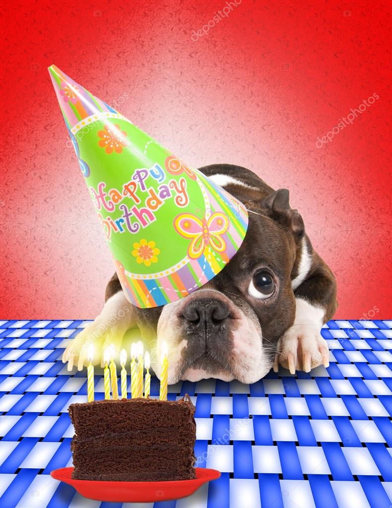 Boston terrier with cake — Stock Photo © graphicphoto #53480843