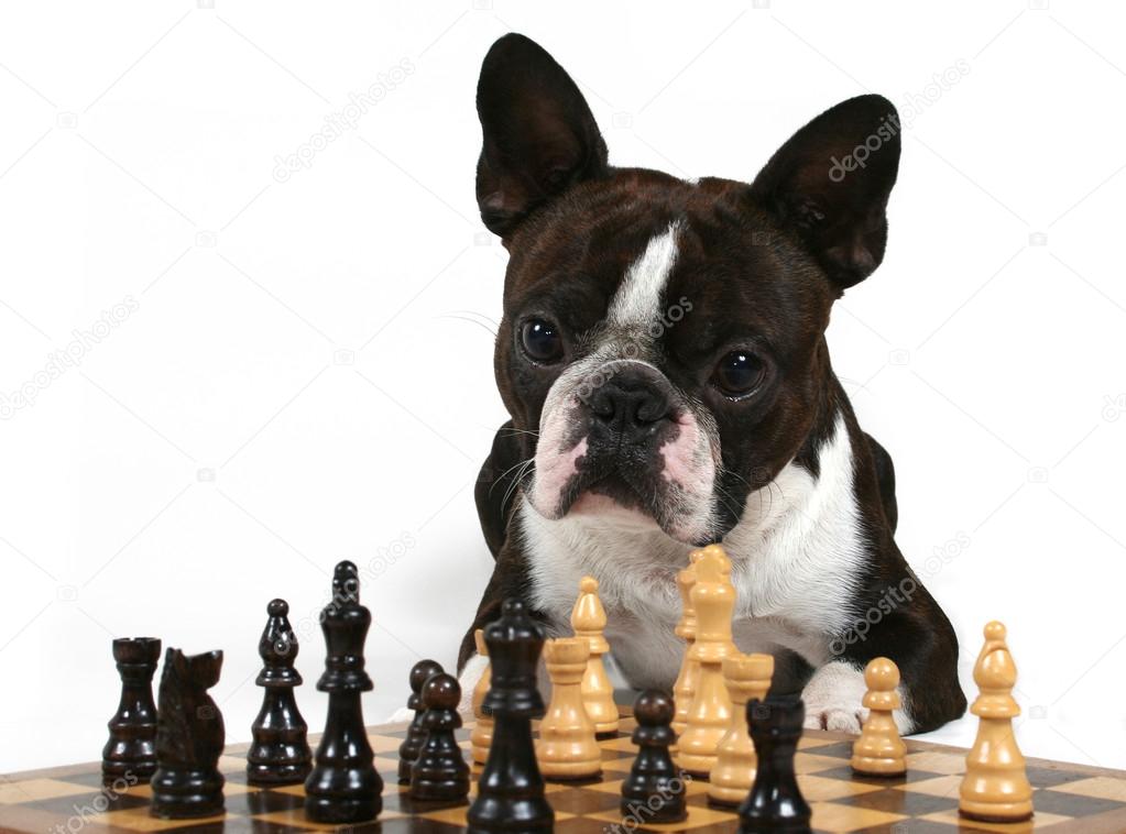 Boston terrier playing a game of chess