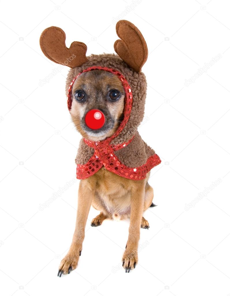 Chihuahua dressed as a reindeer